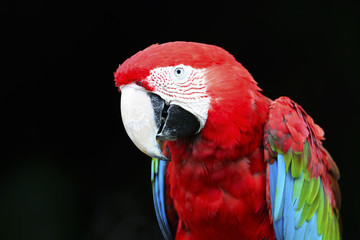 Naklejka premium Greenwinged Macaw