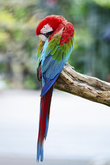 Greenwinged Macaw