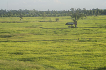 Fototapeta premium Thai rice field