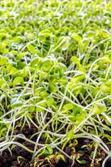 Sunflower sprouts