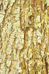 Close Up Pattern Of Tree Bark Texture For Background