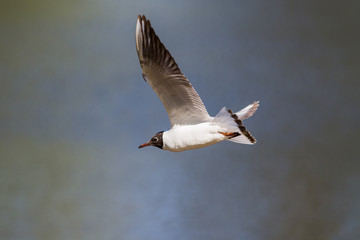 Fototapeta na wymiar seagull in flight over the water