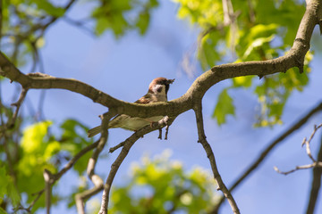 Sparrow in spring