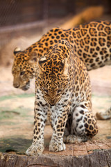 Fototapeta na wymiar Leopard