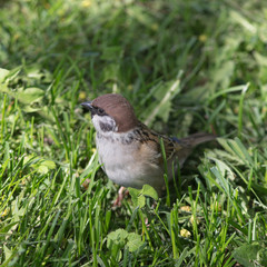 sparrow in spring grass