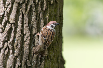 curious sparrow