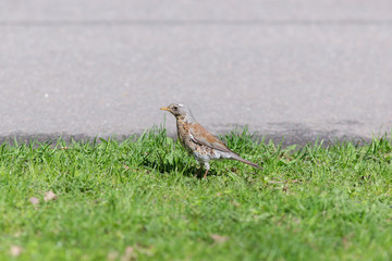 snowbird beside the road