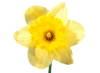 Daffodil, Single Flower, Flower.