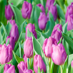 Purple Tulip stems outdoor