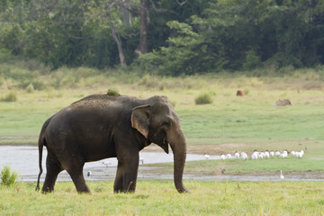 Asian elephant in Minneriya reservoir, Sri Lanka