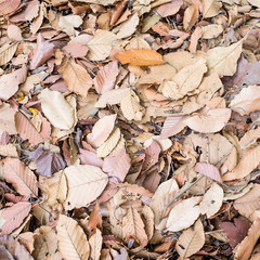 leaves backgrounds in autumn
