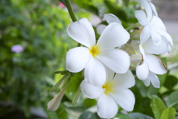 Naklejka premium Plumeria or frangipani flower, Tropical flower.