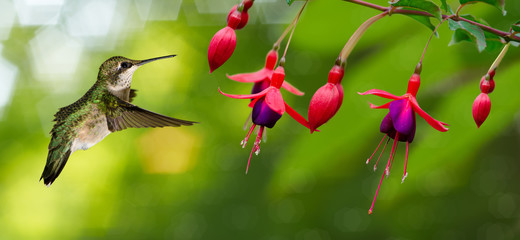 Hummingbird feeding on Hardy Fuchsia Flowers