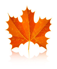 Autumn dry maple leaf. Eps10 vector illustration. Isolated