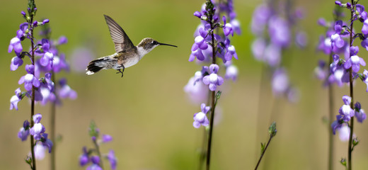 Hummingbird in Motion Surrounded by Purple Flowers