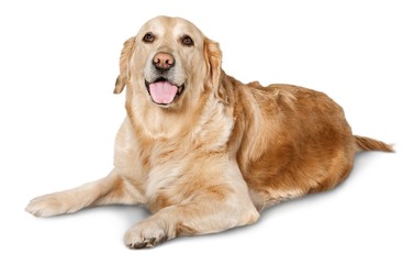 Dog, Golden Retriever, Retriever.