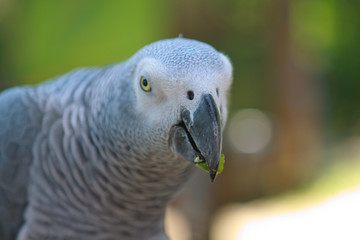 Obraz premium Big parrot