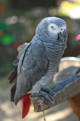 Big parrot