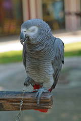 Big parrot