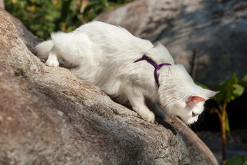 White Maine Coon Cat on the rock
