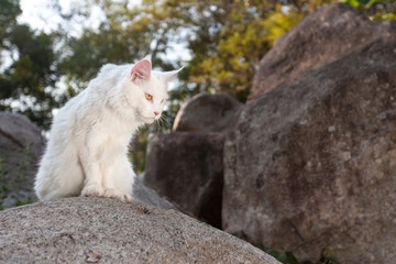 White Maine Coon Cat on the rock