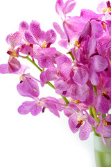 Fototapeta premium Pink mokara orchids isolated on white background.