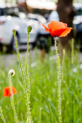 Pretty sweet poppy meadow 