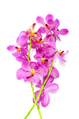 Naklejka na ściany i meble Pink mokara orchids isolated on white background.