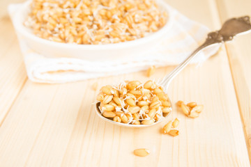 Sprouted wheat seeds