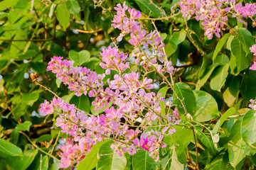 pink flower