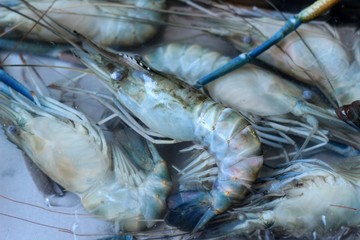 Fresh shrimp in the market