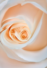 light rose flower close-up illustration