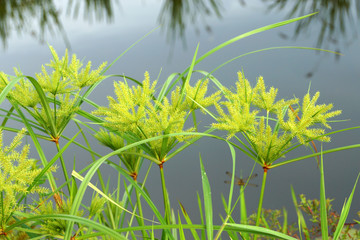 The flower of Cyperus odoratus L. (papyrus)