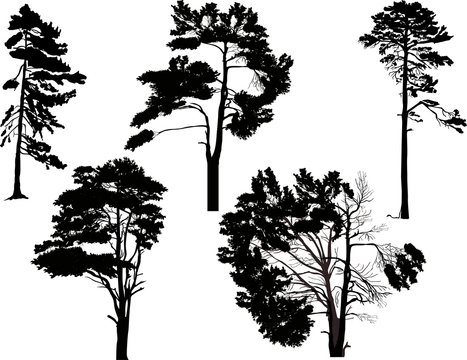 five black trees set isolated on white