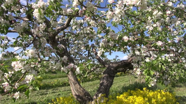 beautiful agriculture blossoming apple tree in spring orchard garden
