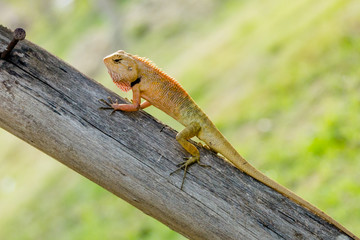 Brown lizard