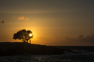 Solar Tree / Słoneczne drzewo