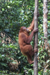 Orangutan