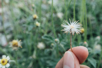 Handing white wildflowers in the spring garden, Blurred background, Vintage tone