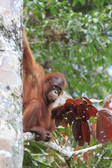 Orangutan