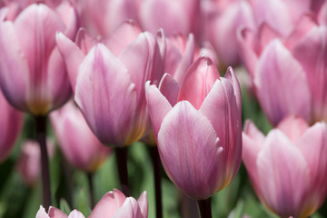 fields of tulips in Keukenhof park in Netherlands