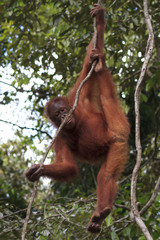 Obraz premium Orangutan