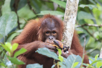 Orangutan