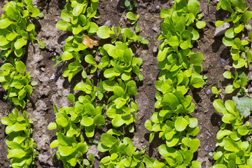 Detail of vegetable garden