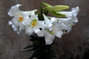 Fototapeta premium Munión de flores blancas, campanas