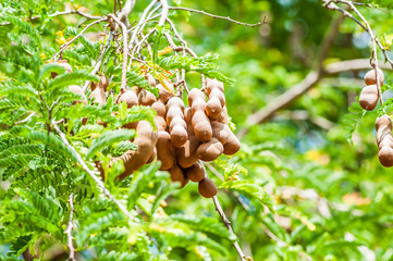 tamarind on trees nature plant