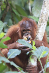Orangutan