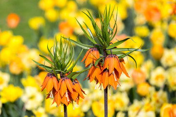 Spring Flower - Fritillaria Imperialis