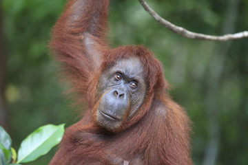 Orangutan