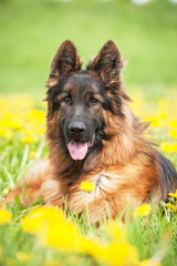 Portrait of german shepherd dog lying in flowers